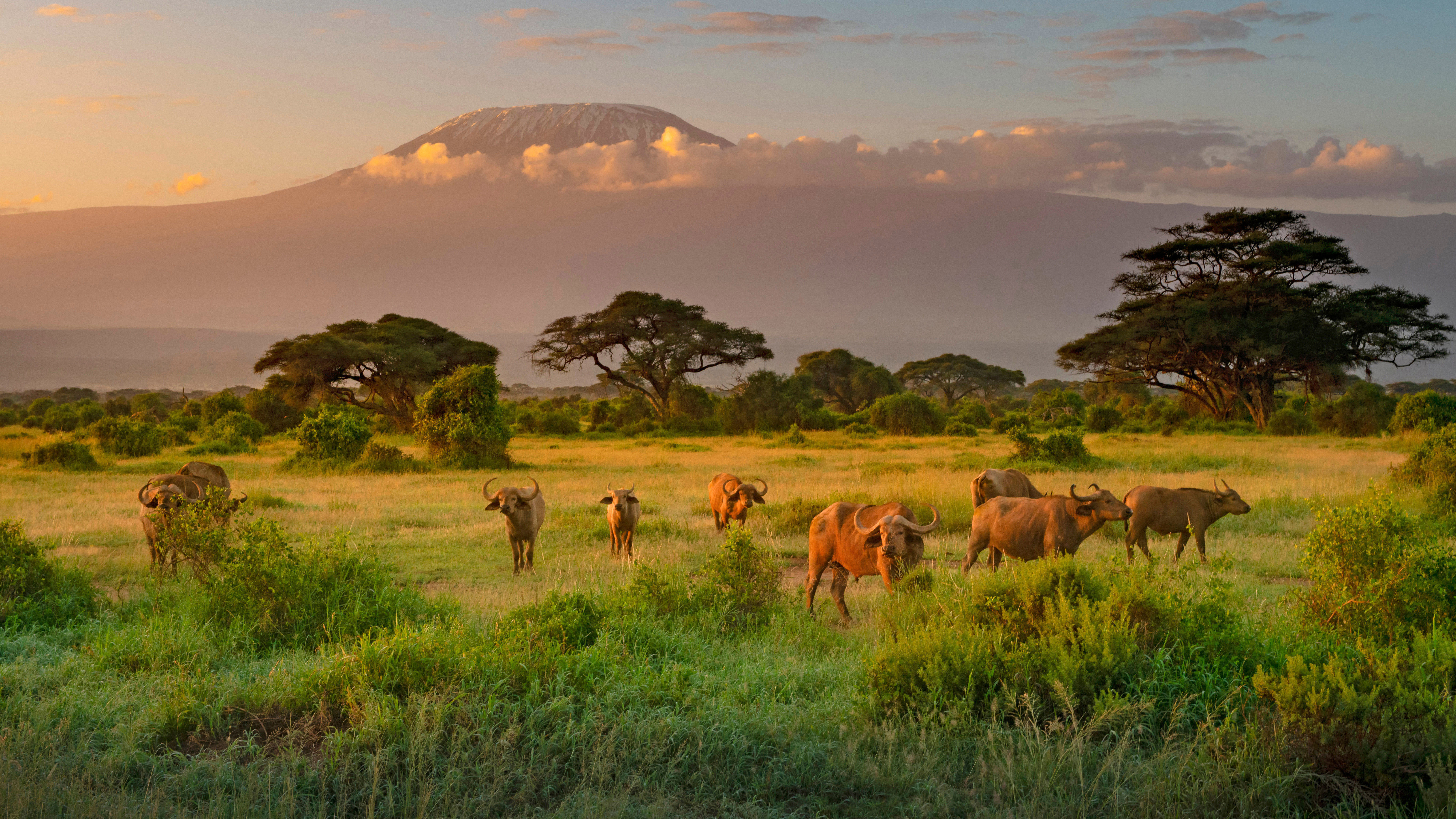 Национальный парк каким названием есть в африке. Национальный парк Амбосели. Амбосели Кения. Национальный парк Амбосели Кения. Саванна Килиманджаро.
