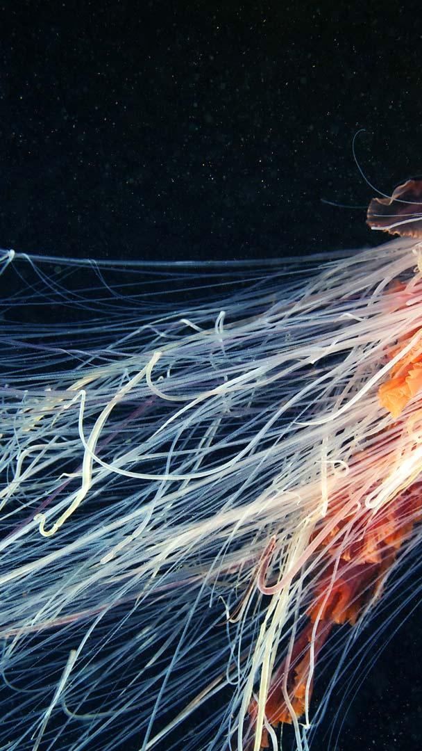 Bing HD Wallpaper June 8 2026 Lions Mane Jellyfish Swimming In The 