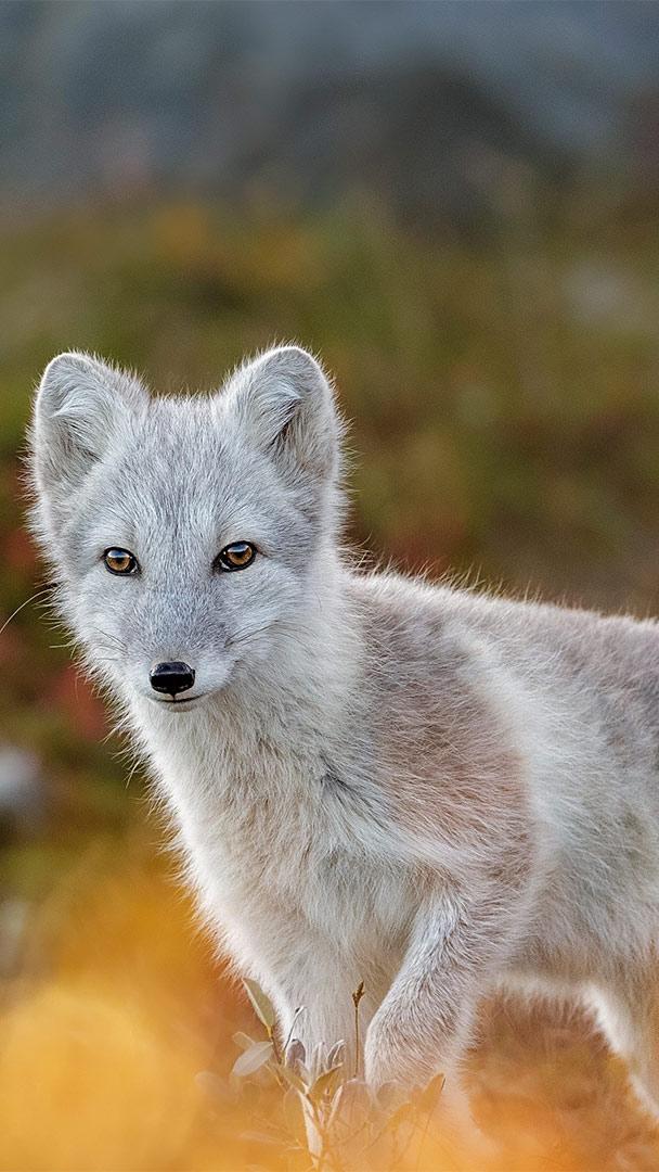 Bing HD Wallpaper Dec 10, 2021: Arctic fox in Norway - Bing Wallpaper  Gallery