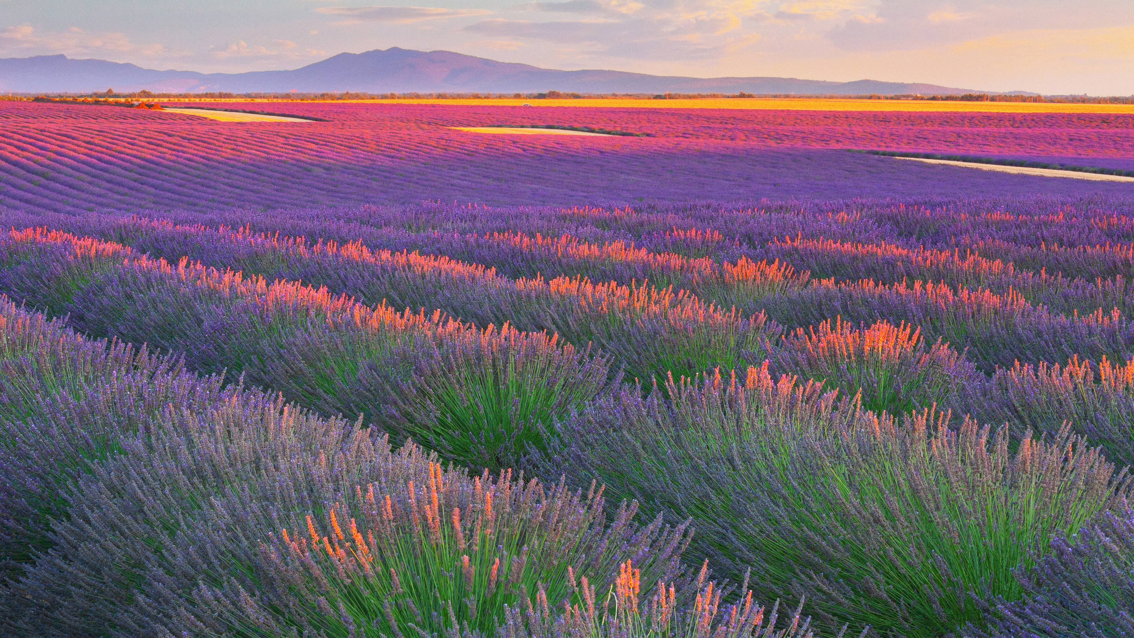 Bing HD Wallpaper Jul 17 2025 Lavender Fields In Plateau De Bing HD Wallpaper Jul 17 2025 Lavender Fields In Plateau De