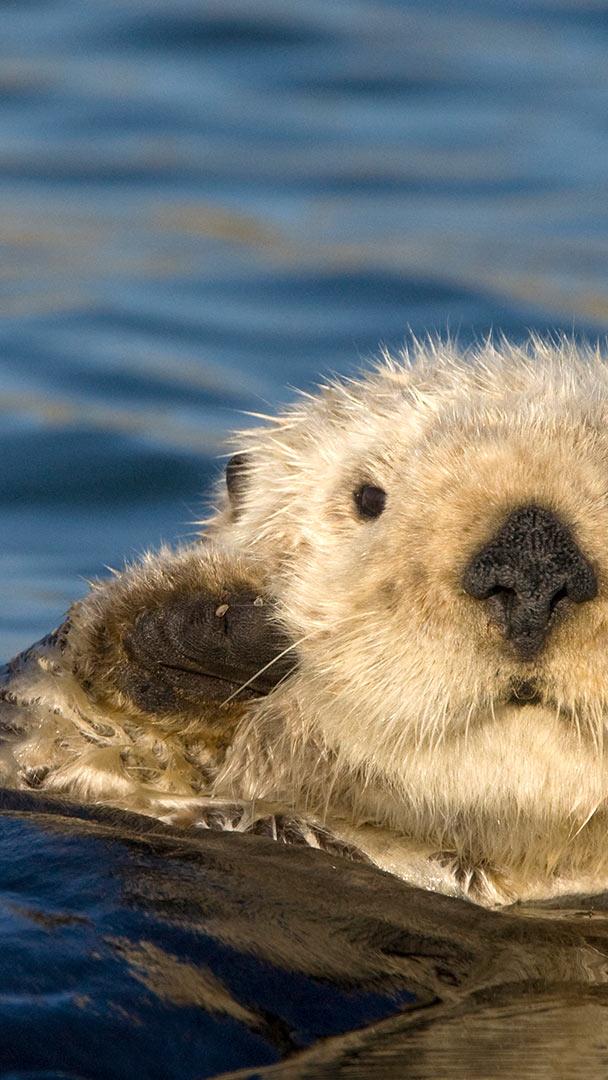 Bing HD Wallpaper Sep 21 2026 Sea Otter Awareness Week Bing 
