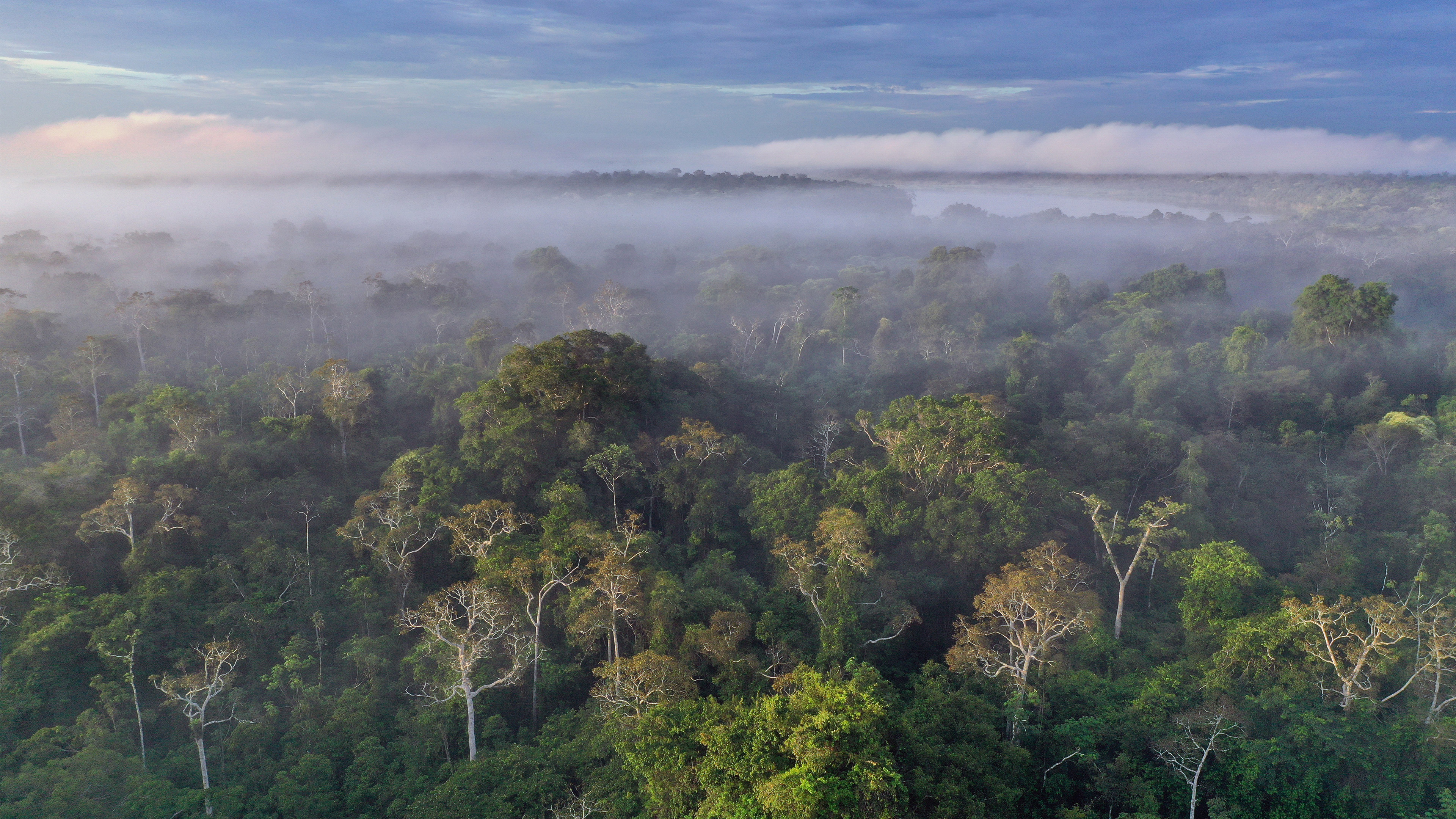 На каком материке расположен дождевой лес сельва. Тропические дождевые леса Амазонии. Латинская Америка леса Амазонии. Дождевой лес Амазонии. Бразилия леса Амазонии.