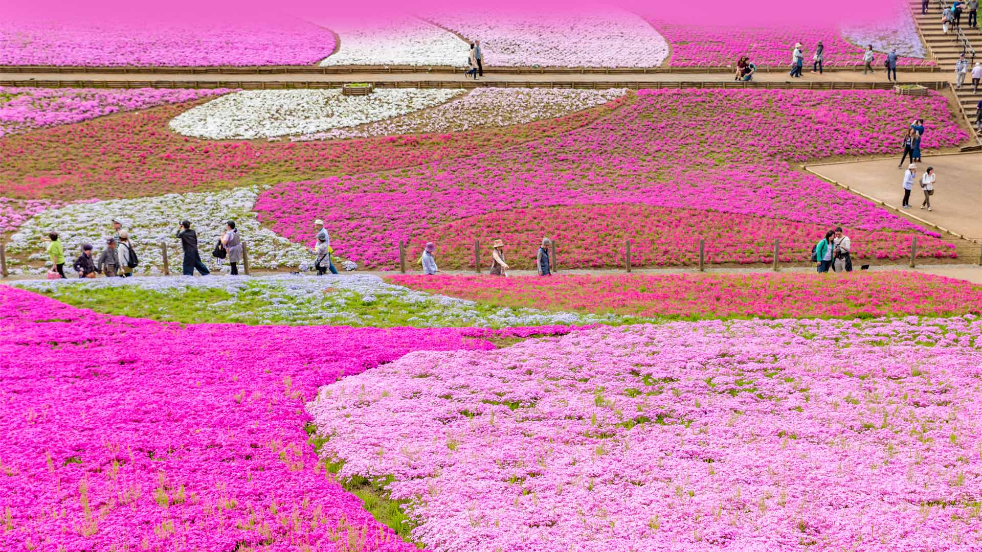 Bing HD Wallpaper : Pretty in pink - Bing Wallpaper Gallery