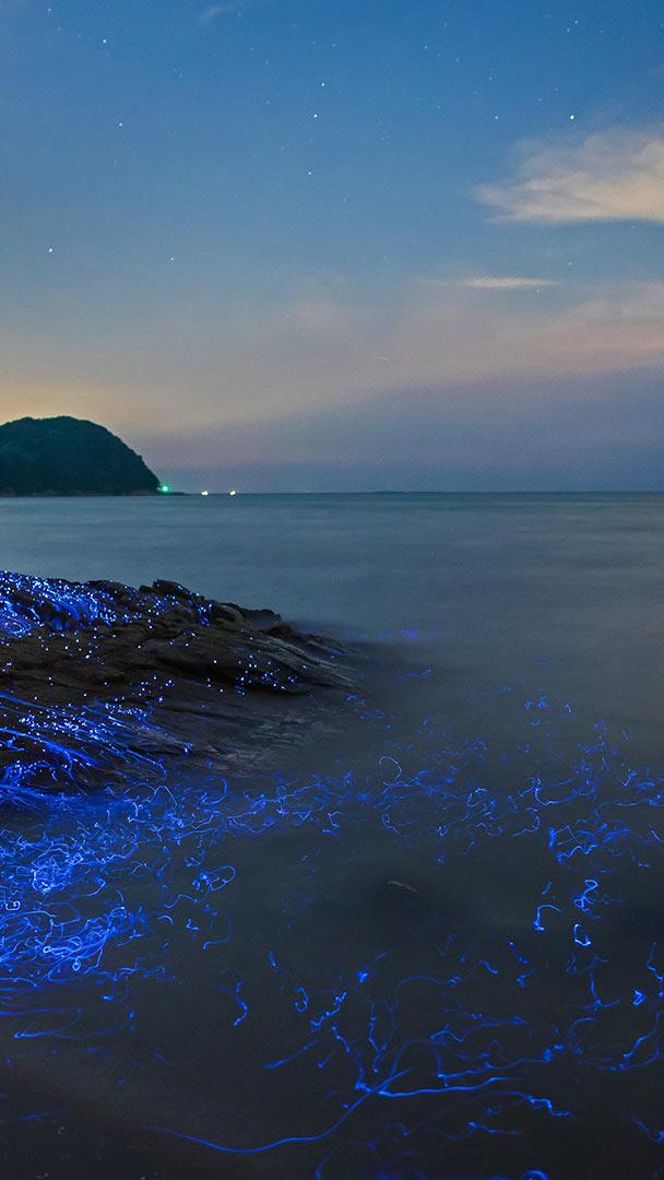 Bing HD Wallpaper Aug 11, 2020: Sea fireflies at the seashore - Bing ...